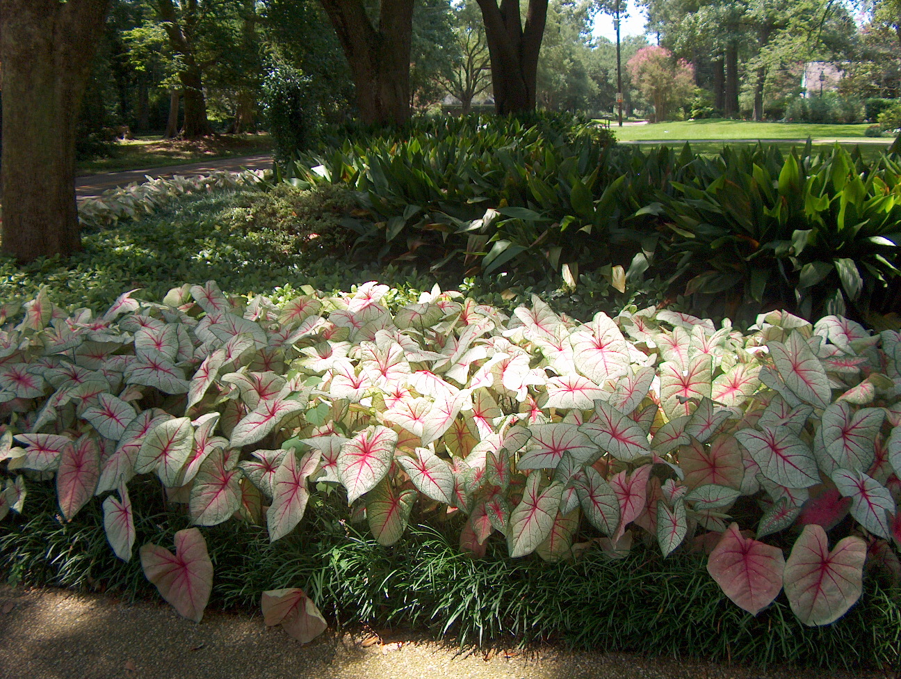 Online Plant Guide - Caladium bicolor 'White Queen' / White Queen Caladium